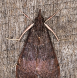 Uresiphita ornithopteralis at Melba, ACT - 3 May 2022