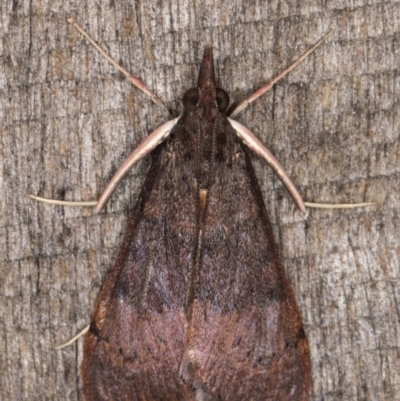 Uresiphita ornithopteralis (Tree Lucerne Moth) at Melba, ACT - 2 May 2022 by kasiaaus