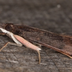 Uresiphita ornithopteralis at Melba, ACT - 3 May 2022 12:27 AM