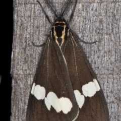 Nyctemera amicus (Senecio Moth, Magpie Moth, Cineraria Moth) at Melba, ACT - 3 May 2022 by kasiaaus