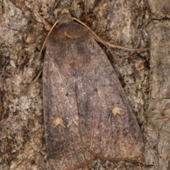 Diarsia intermixta (Chevron Cutworm, Orange Peel Moth.) at Melba, ACT - 2 May 2022 by kasiaaus
