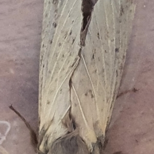 Oxycanus silvanus at Gundaroo, NSW - 12 May 2022