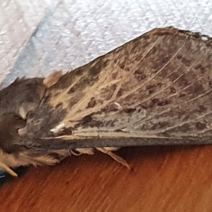 Oxycanus silvanus at Gundaroo, NSW - 12 May 2022