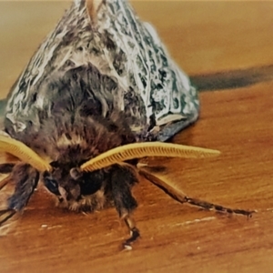 Oxycanus silvanus at Gundaroo, NSW - 12 May 2022