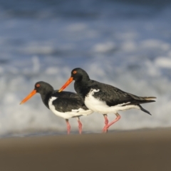 Haematopus longirostris (Australian Pied Oystercatcher) at Bournda, NSW - 3 May 2022 by trevsci