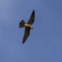 Falco longipennis (Australian Hobby) at Bega, NSW - 1 May 2022 by trevsci