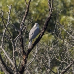Tachyspiza novaehollandiae (Grey Goshawk) at Pambula, NSW - 2 May 2022 by trevsci