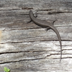 Pseudemoia entrecasteauxii (Woodland Tussock-skink) at Bimberi Nature Reserve - 26 Mar 2022 by KMcCue