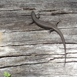 Pseudemoia entrecasteauxii at Brindabella, NSW - 26 Mar 2022