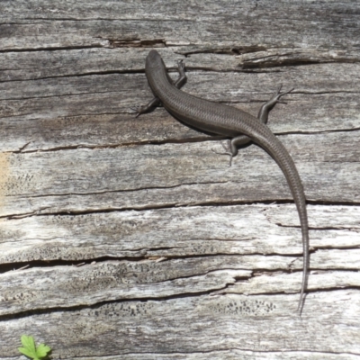 Pseudemoia entrecasteauxii (Woodland Tussock-skink) at Brindabella, NSW - 26 Mar 2022 by KMcCue