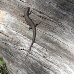 Pseudemoia entrecasteauxii at Brindabella, NSW - 26 Mar 2022