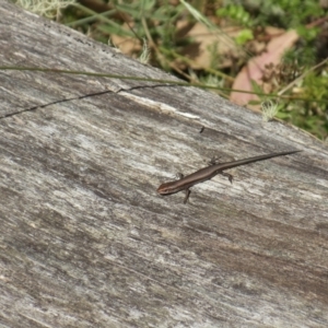 Pseudemoia entrecasteauxii at Cotter River, ACT - 26 Mar 2022