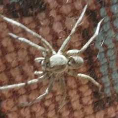 Portacosa cinerea (Grey wolf spider) at Gundaroo, NSW - 3 Mar 2022 by Gunyijan