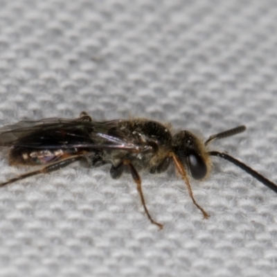 Lasioglossum (Homalictus) sphecodoides (Furrow Bee) at Melba, ACT - 6 May 2022 by kasiaaus