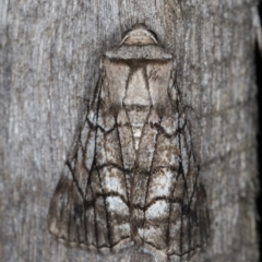 Stibaroma melanotoxa (Grey-caped Line-moth) at Melba, ACT - 7 May 2022 by kasiaaus