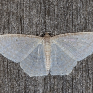 Poecilasthena pulchraria at Melba, ACT - 7 May 2022 11:49 PM