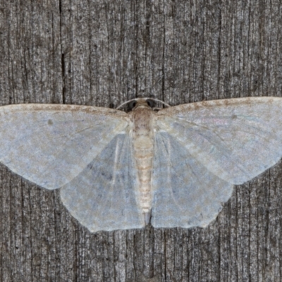 Poecilasthena pulchraria (Australian Cranberry Moth) at Melba, ACT - 7 May 2022 by kasiaaus