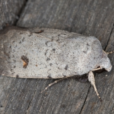 Proteuxoa tibiata (Horseshoe Noctuid) at Melba, ACT - 9 May 2022 by kasiaaus