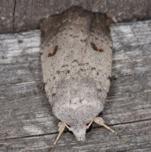 Proteuxoa tibiata at Melba, ACT - 9 May 2022 12:06 AM