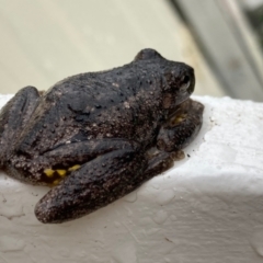 Litoria peronii (Peron's Tree Frog, Emerald Spotted Tree Frog) at Hall, ACT - 12 May 2022 by Rosie