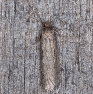 Oecophoridae (family) at Melba, ACT - 9 May 2022