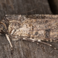 Agrotis porphyricollis at Melba, ACT - 9 May 2022 12:09 AM