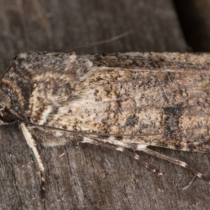 Agrotis porphyricollis at Melba, ACT - 9 May 2022 12:09 AM