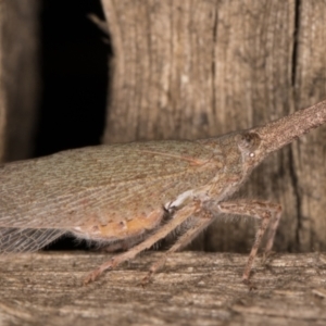 Rentinus dilatatus at Melba, ACT - 9 May 2022