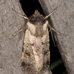 Agrotis porphyricollis (Variable Cutworm) at Melba, ACT - 8 May 2022 by kasiaaus