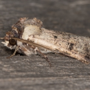 Agrotis porphyricollis at Melba, ACT - 9 May 2022 12:12 AM