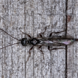 Monomachus antipodalis at Melba, ACT - 9 May 2022 12:17 AM