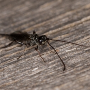 Monomachus antipodalis at Melba, ACT - 9 May 2022