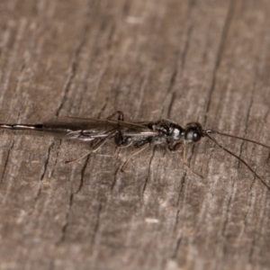 Monomachus antipodalis at Melba, ACT - 9 May 2022