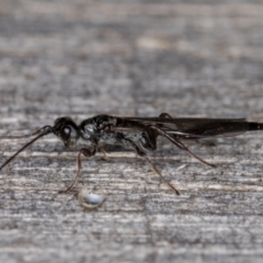 Monomachus antipodalis at Melba, ACT - 9 May 2022