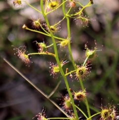 Drosera (genus) (A Sundew) at Crooked Corner, NSW - 29 Sep 2013 by Milly