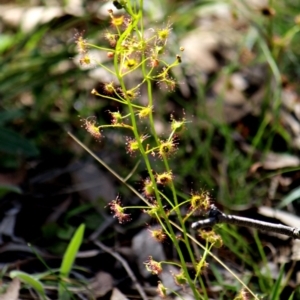 Drosera sp. at Crooked Corner, NSW - 29 Sep 2013