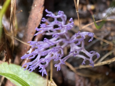 Ramariopsis pulchella at Paddys River, ACT - 10 May 2022 by AJB