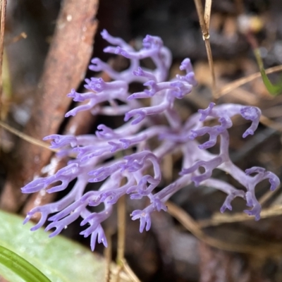 Ramariopsis pulchella at Tidbinbilla Nature Reserve - 10 May 2022 by AJB