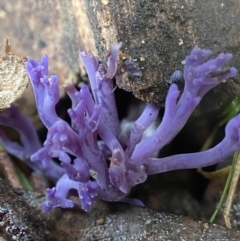 Ramariopsis pulchella at suppressed - suppressed