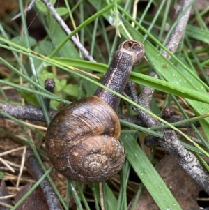 Austrorhytida capillacea at Tidbinbilla Nature Reserve - 10 May 2022