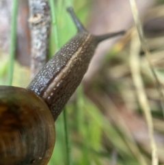 Austrorhytida capillacea at Tidbinbilla Nature Reserve - 10 May 2022