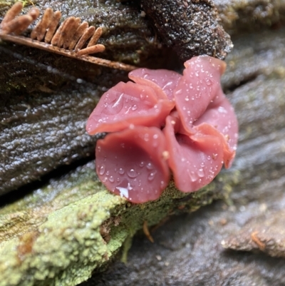 Ascocoryne sarcoides (Purple Jellydisc) at Paddys River, ACT - 10 May 2022 by AJB