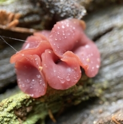 Ascocoryne sarcoides at Paddys River, ACT - suppressed