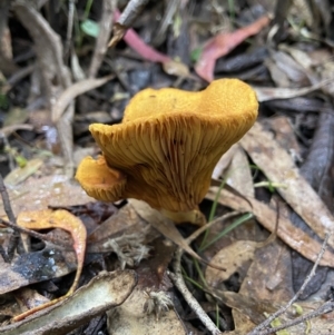 Austropaxillus sp. at Paddys River, ACT - 10 May 2022 12:54 PM