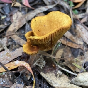 Austropaxillus sp. at Paddys River, ACT - 10 May 2022 12:54 PM