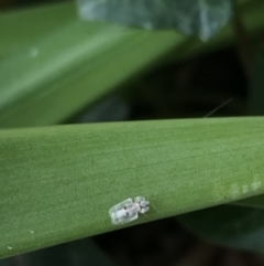 Corythucha ciliata (Sycamore Lace Bug) at Parkes, ACT - 29 Mar 2022 by WintersSeance