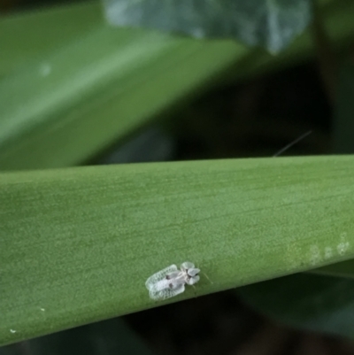 Corythucha ciliata (Sycamore Lace Bug) at Parkes, ACT - 29 Mar 2022 by WintersSeance