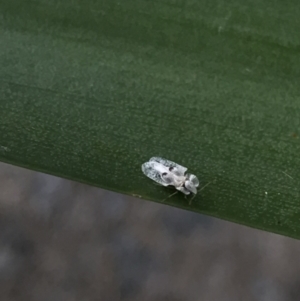 Corythucha ciliata at Parkes, ACT - 29 Mar 2022