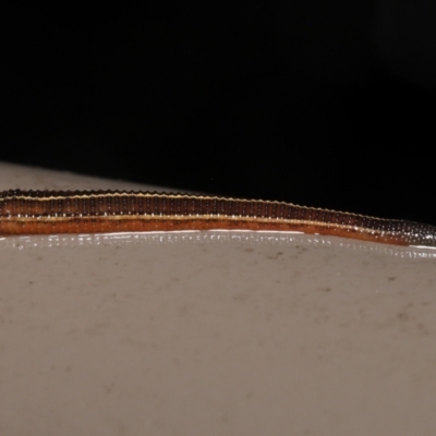 Hirudinea sp. (Class) (Unidentified Leech) at Acton, ACT - 12 May 2022 by TimL