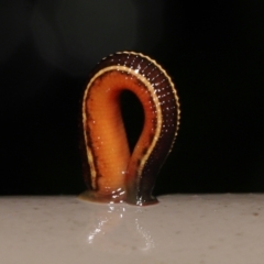 Hirudinea sp. (Class) at Acton, ACT - 12 May 2022